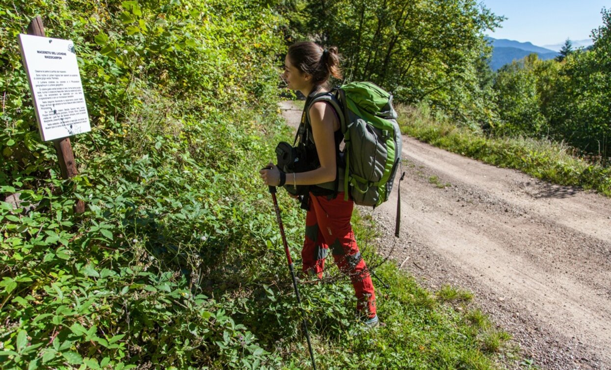Along the route, you will find small signs with botanical and naturalistic insights | © Alessandro Cristofoletti, Rete di Riserve Val di Cembra Avisio Along the route, you will find small signs with botanical and naturalistic insights | © Alessandro Cristofoletti, Rete di Riserve Val di Cembra Avisio