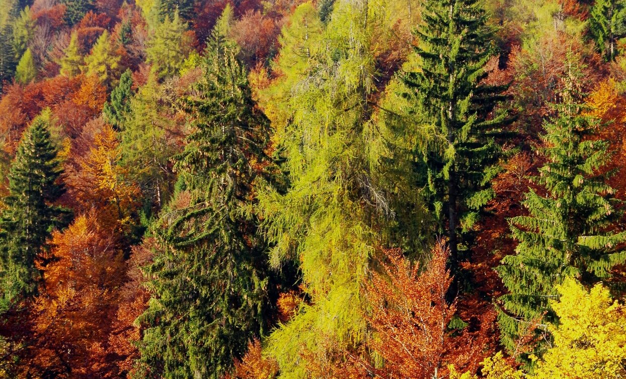 I boschi in autunno salendo verso la torbiera del Lago di Valda | © Sara Zucal, Rete di Riserve Val di Cembra Avisio I boschi in autunno salendo verso la torbiera del Lago di Valda | © Sara Zucal, Rete di Riserve Val di Cembra Avisio
