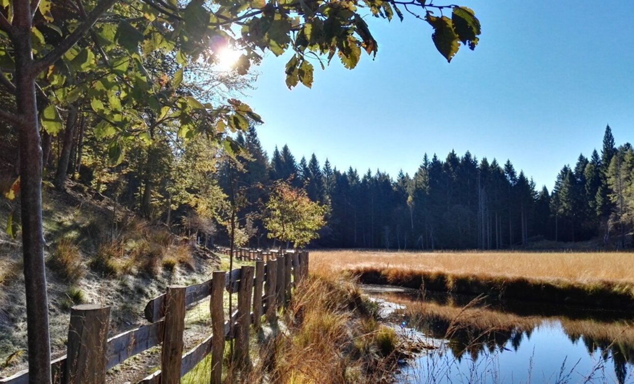 La torbiera in primavera diventa luogo di riproduzione di diverse specie di anfibi | © Sara Zucal, Rete di Riserve Val di Cembra Avisio La torbiera in primavera diventa luogo di riproduzione di diverse specie di anfibi | © Sara Zucal, Rete di Riserve Val di Cembra Avisio