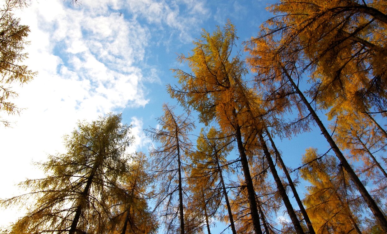 Il Lariceto, uno spettacolo specialmente in autunno | © Sara Zucal, Rete di Riserve Val di Cembra Avisio Il Lariceto, uno spettacolo specialmente in autunno | © Sara Zucal, Rete di Riserve Val di Cembra Avisio