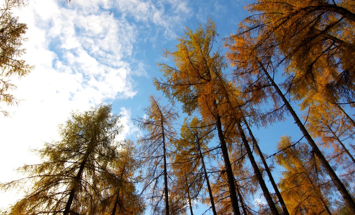 Il Lariceto, uno spettacolo specialmente in autunno | © Sara Zucal, Rete di Riserve Val di Cembra Avisio Il Lariceto, uno spettacolo specialmente in autunno | © Sara Zucal, Rete di Riserve Val di Cembra Avisio
