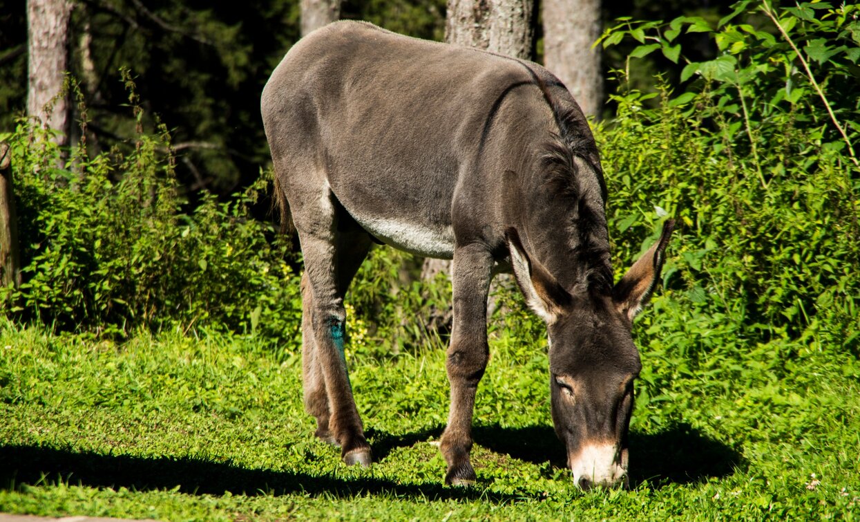 Die Tiere weiden im Sommer auf der Wiese rund um die Schutzhütte | © Sara Zucal, Rete di Riserve Val di Cembra Avisio Die Tiere weiden im Sommer auf der Wiese rund um die Schutzhütte | © Sara Zucal, Rete di Riserve Val di Cembra Avisio