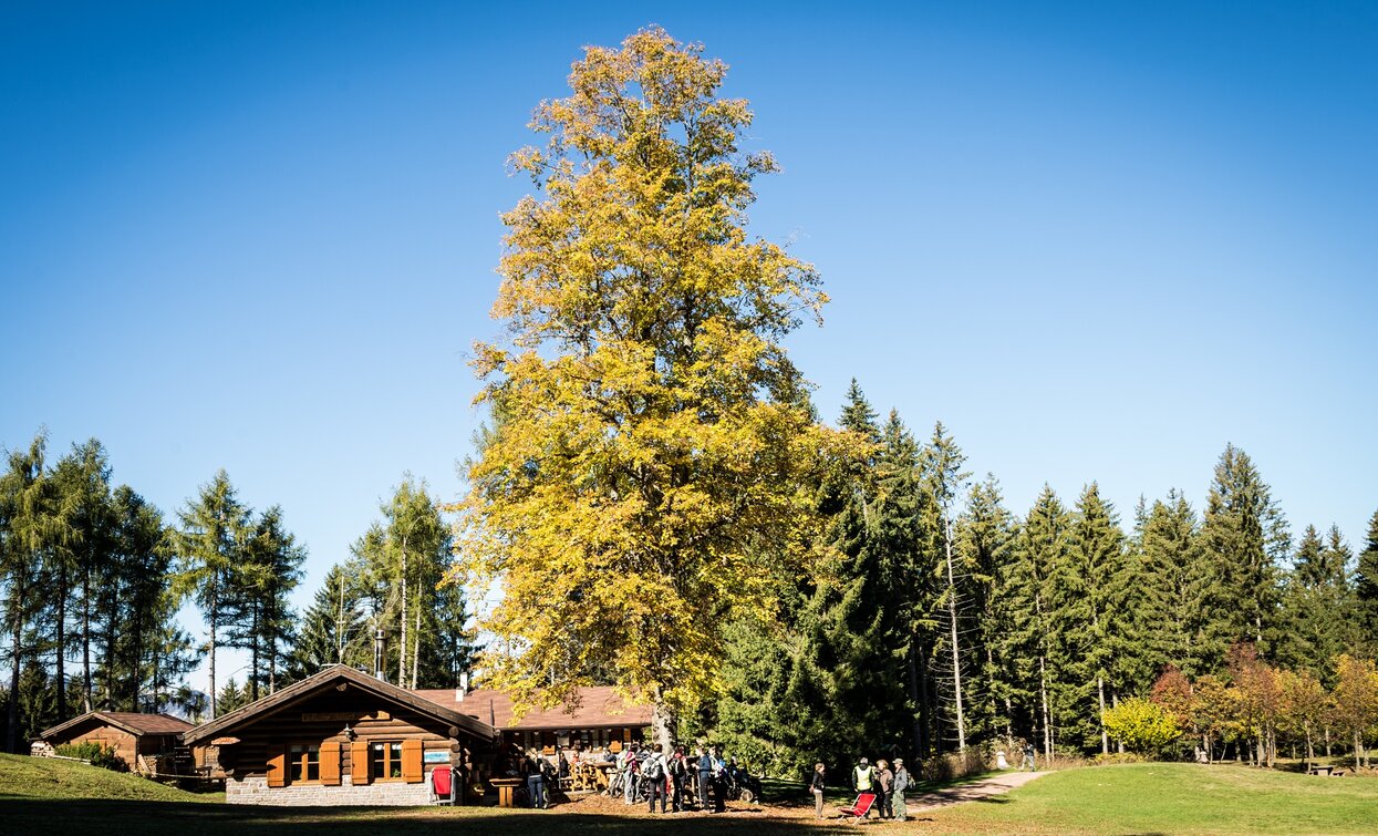 Die Schutzhütte Potzmauer mit der großen Linde | © Patrick Odorizzi, Rete di Riserve Val di Cembra Avisio Die Schutzhütte Potzmauer mit der großen Linde | © Patrick Odorizzi, Rete di Riserve Val di Cembra Avisio