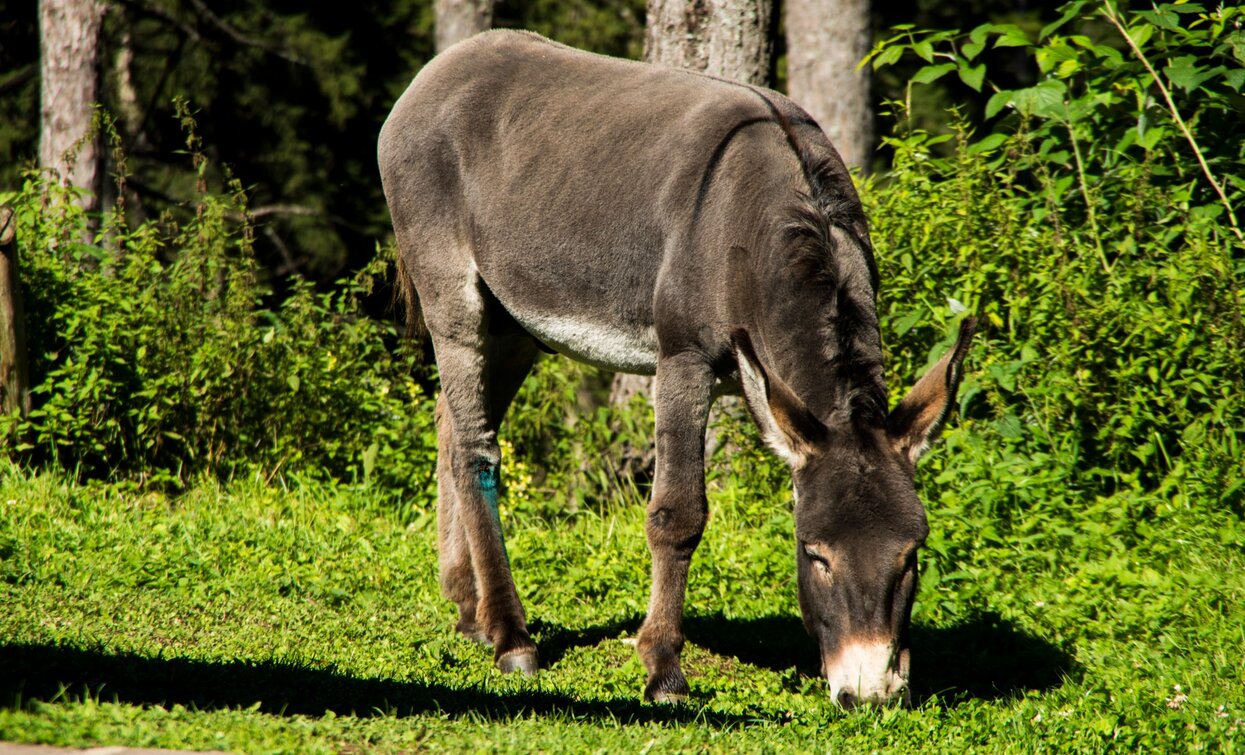 Gli animali al pascolo in estate nel prato che circonda il rifugio | © Sara Zucal, Rete di Riserve Val di Cembra Avisio Gli animali al pascolo in estate nel prato che circonda il rifugio | © Sara Zucal, Rete di Riserve Val di Cembra Avisio