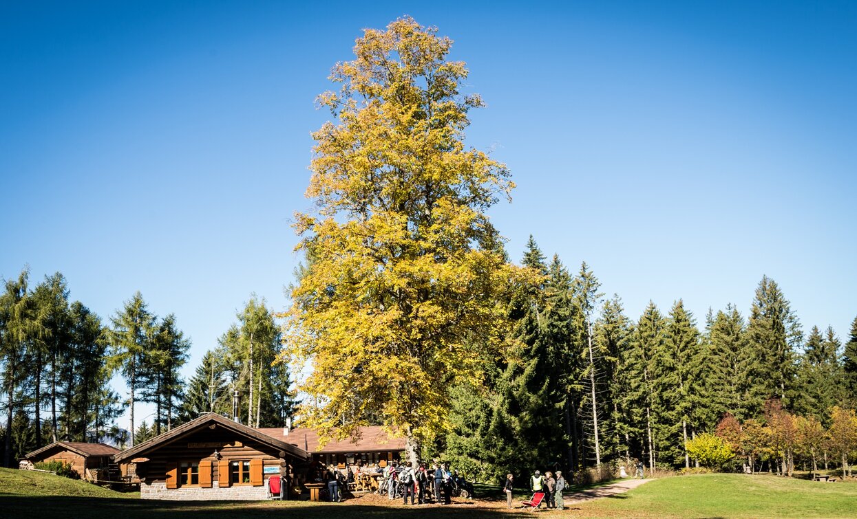 The Potzmauer refuge with the large linden tree | © Patrick Odorizzi, Rete di Riserve Val di Cembra Avisio The Potzmauer refuge with the large linden tree | © Patrick Odorizzi, Rete di Riserve Val di Cembra Avisio