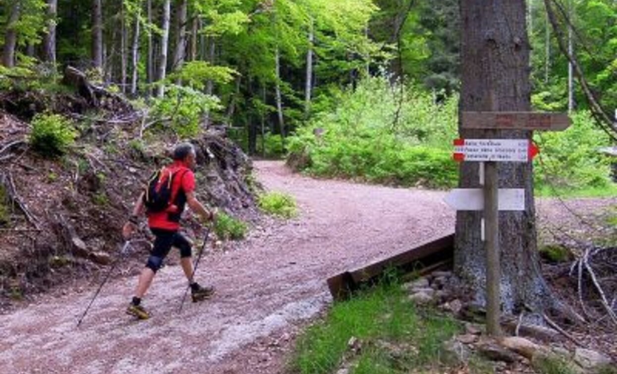 The route around Monte Pincaldo is suitable for those who want to practice Nordic Walking | © Sara Zucal, Rete di Riserve Val di Cembra Avisio The route around Monte Pincaldo is suitable for those who want to practice Nordic Walking | © Sara Zucal, Rete di Riserve Val di Cembra Avisio