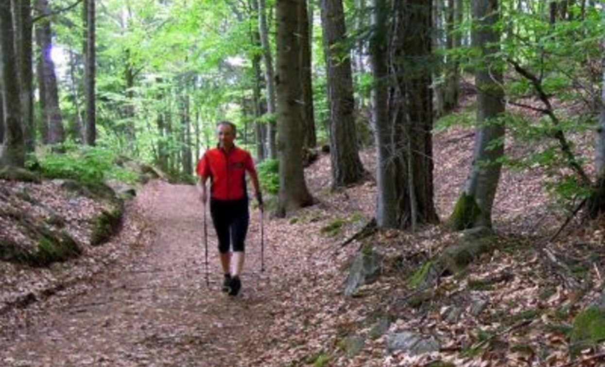 Die Runde um den Monte Pincaldo eignet sich für alle, die Nordic Walking betreiben möchten | © Sara Zucal, Rete di Riserve Val di Cembra Avisio Die Runde um den Monte Pincaldo eignet sich für alle, die Nordic Walking betreiben möchten | © Sara Zucal, Rete di Riserve Val di Cembra Avisio