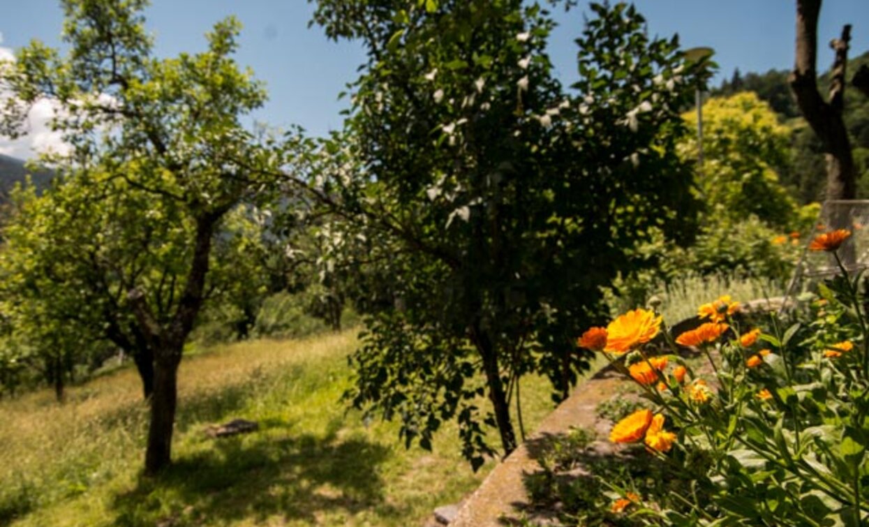 Un fiore di calendula vicino all'azienda agricola Fiordalisa | © Sara Zucal, Rete di Riserve Val di Cembra Avisio Un fiore di calendula vicino all'azienda agricola Fiordalisa | © Sara Zucal, Rete di Riserve Val di Cembra Avisio