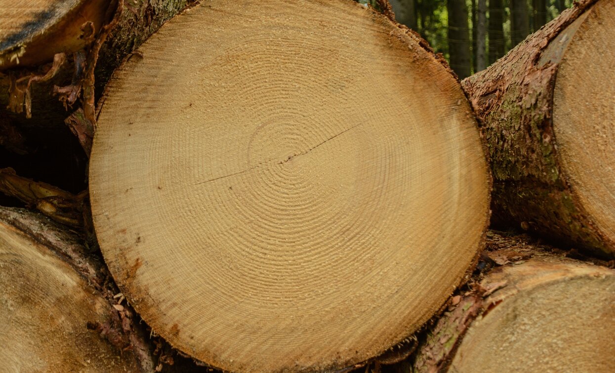 Die abgeschnittenen Baumstämme erzählen uns die Geschichte des Baumes und des Klimas | © Sara Zucal, Rete di Riserve Val di Cembra Avisio Die abgeschnittenen Baumstämme erzählen uns die Geschichte des Baumes und des Klimas | © Sara Zucal, Rete di Riserve Val di Cembra Avisio