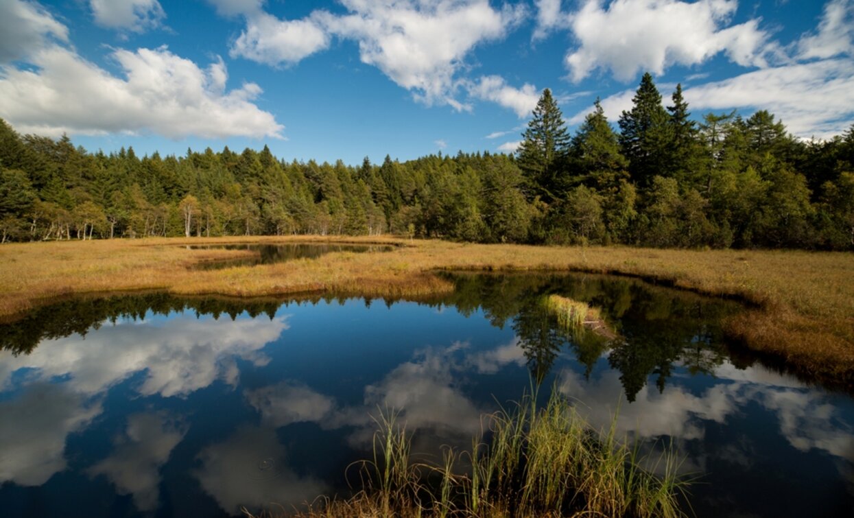 Lac del Vedes, one of the most beautiful peat bogs in Trentino | © Stefano Campo, Rete di Riserve Val di Cembra Avisio Lac del Vedes, one of the most beautiful peat bogs in Trentino | © Stefano Campo, Rete di Riserve Val di Cembra Avisio