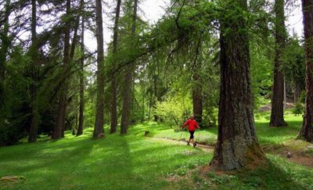 Il grande e spettacolare lariceto che si trova al Prà del Manz | © Maurizio Fernetti, Rete di Riserve Val di Cembra Avisio Il grande e spettacolare lariceto che si trova al Prà del Manz | © Maurizio Fernetti, Rete di Riserve Val di Cembra Avisio