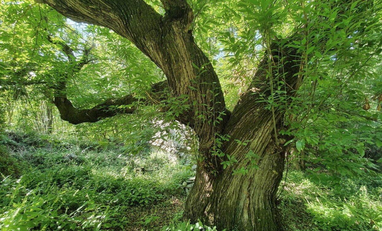 The Castegnar de la Paia, monumental ancient chestnut tree located at the edge of the path | © Elisa Travaglia, Rete di Riserve Val di Cembra Avisio The Castegnar de la Paia, monumental ancient chestnut tree located at the edge of the path | © Elisa Travaglia, Rete di Riserve Val di Cembra Avisio