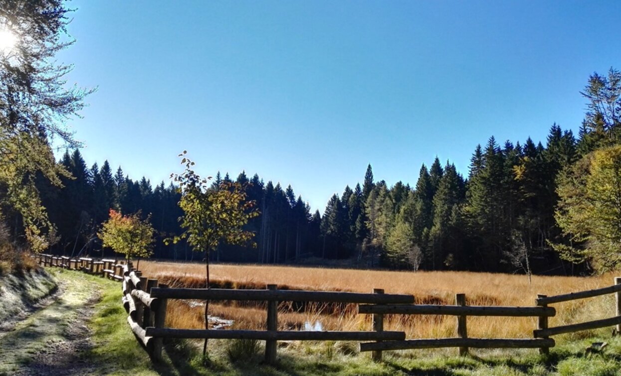 La torbiera in primavera diventa luogo di riproduzione di diverse specie di anfibi | © Sara Zucal, Rete di Riserve Val di Cembra Avisio La torbiera in primavera diventa luogo di riproduzione di diverse specie di anfibi | © Sara Zucal, Rete di Riserve Val di Cembra Avisio