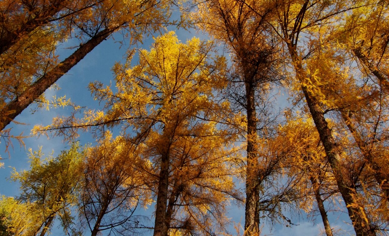 In autumn, the great larches of Noval turn golden | © Sara Zucal, Rete di Riserve Val di Cembra Avisio In autumn, the great larches of Noval turn golden | © Sara Zucal, Rete di Riserve Val di Cembra Avisio