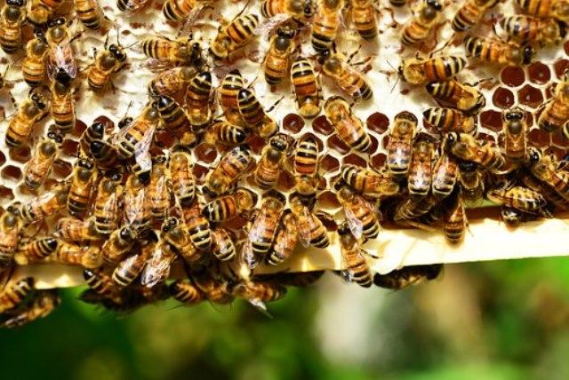 Laboratorio Magica Natura - I venerdì degli esploratori