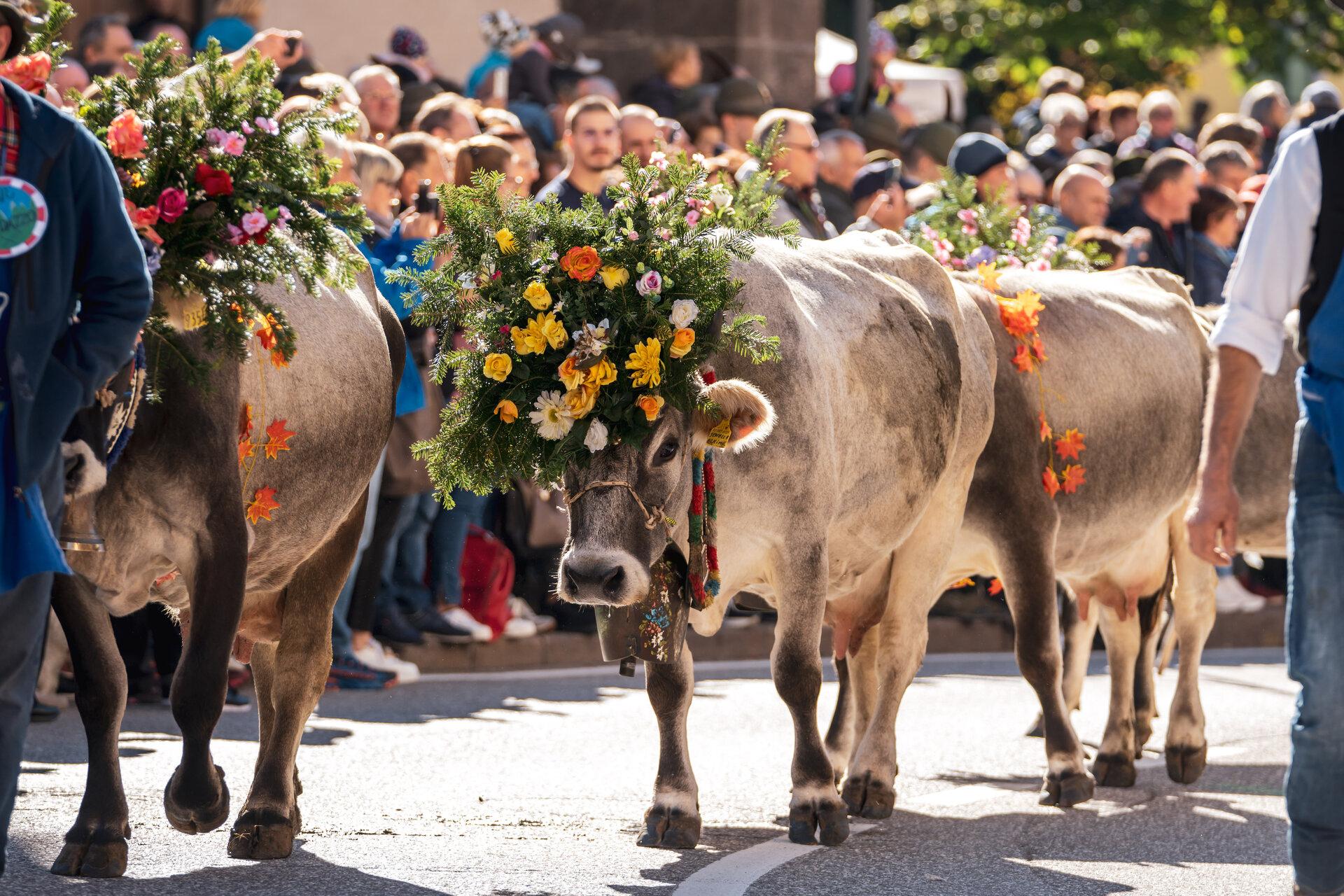 Desmontegada de le Vache