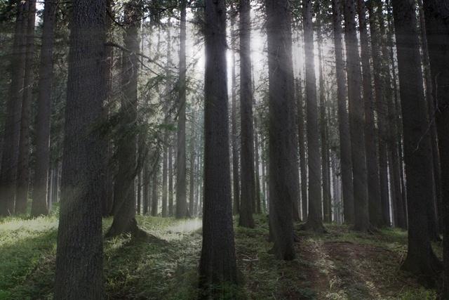 Laboratorio Magica Natura - I venerdì degli esploratori