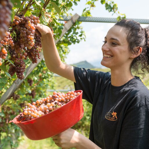 Giovane ragazza in vendemmia | © APT Fiemme e Cembra - D. Mortara