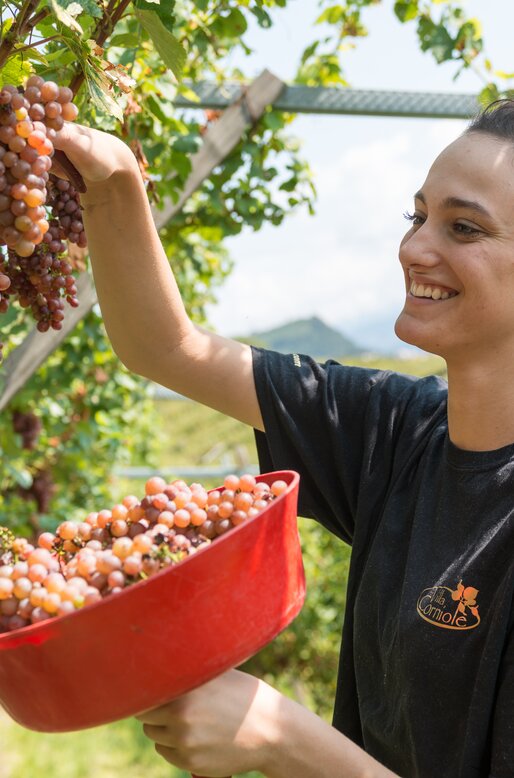 Giovane ragazza in vendemmia | © APT Fiemme e Cembra - D. Mortara