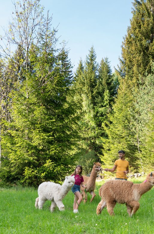 Famiglia in passeggiata con gli alpaca nei prati a Valfloriana | © APT Fiemme e Cembra - Aringa Studio