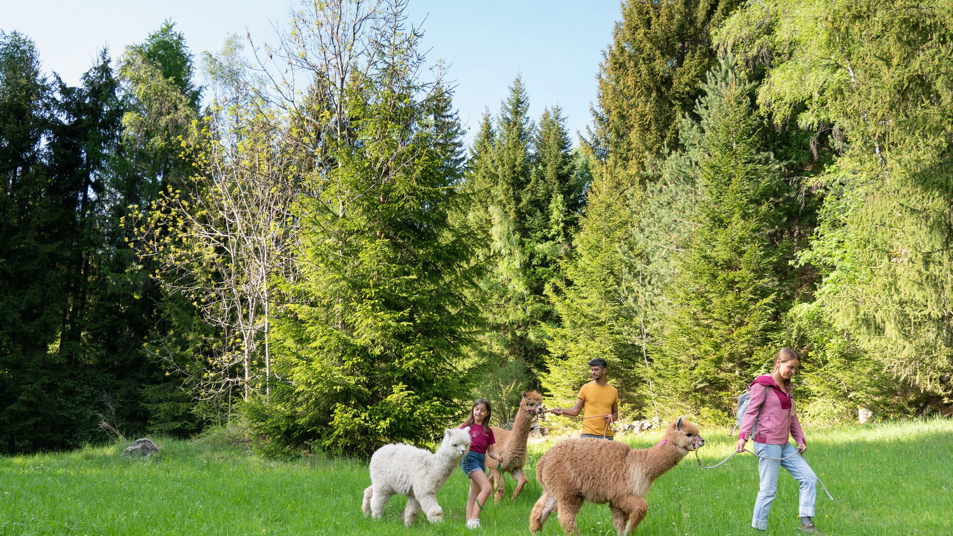 Famiglia in passeggiata con gli alpaca nei prati a Valfloriana | © APT Fiemme e Cembra - Aringa Studio
