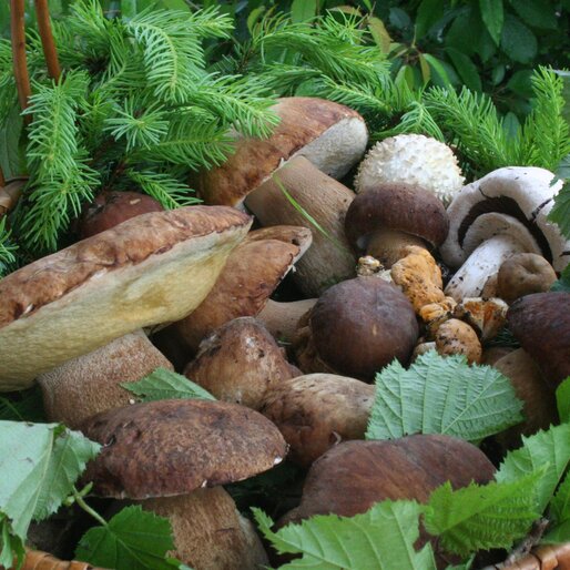 Cesto pieno di funghi | © APT Fiemme e Cembra