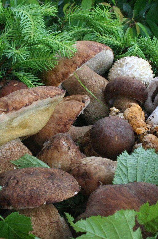 Cesto pieno di funghi | © APT Fiemme e Cembra