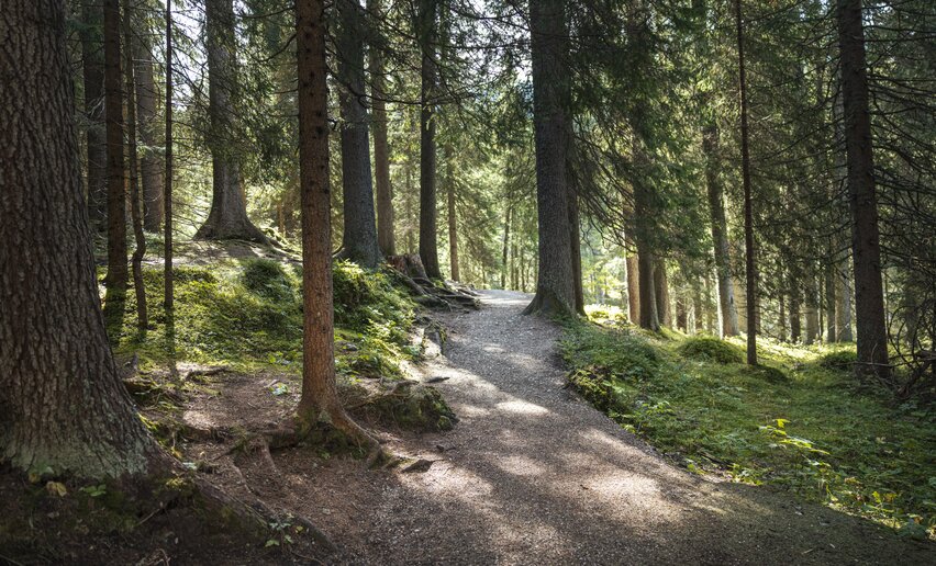 Bosco di abeti rossi di risonanza | © APT Fiemme e Cembra - Gaia Panozzo
