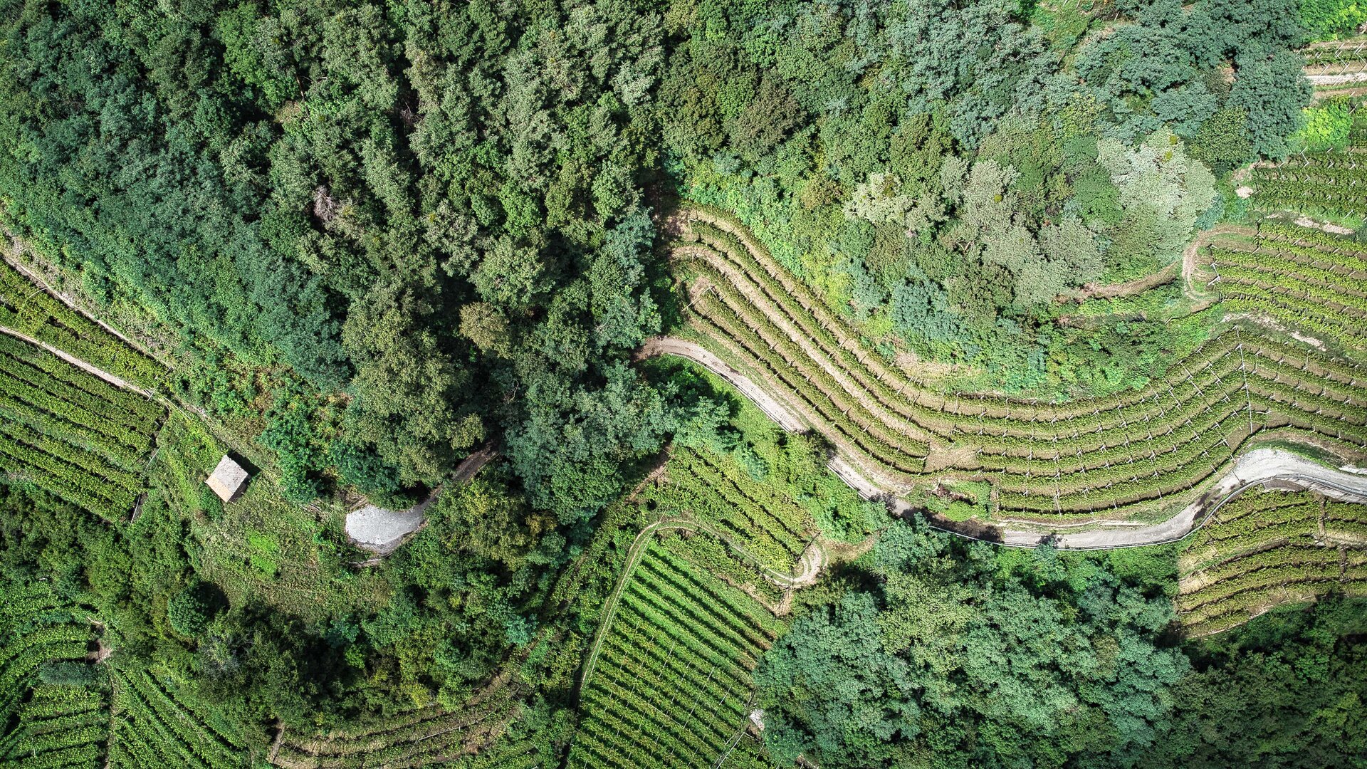 Veduta aerea dei vigneti | © APT Fiemme e Cembra - M. Dall'Agnol