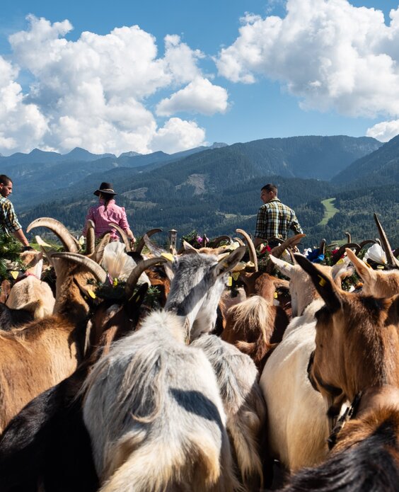 Gregge di capre segue i pastori in sfilata | © APT Fiemme e Cembra - foto di Max Piazzi