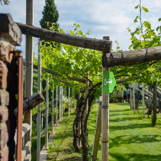 Scorcio sulle vigne tra due muretti | © APT Fiemme e Cembra -  Luca Dalvit