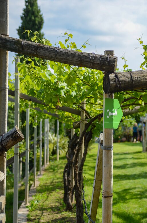 Scorcio sulle vigne tra due muretti | © APT Fiemme e Cembra -  Luca Dalvit