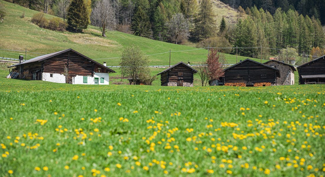 Recommended spring itineraries - Fiemme